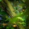 Bazilisek zeleny - Basiliscus plumifrons - Green Basilisk o8407